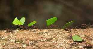 leaf cutting ants