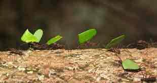 leaf cutting ants