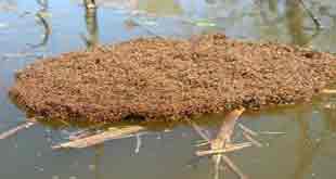 raft of ants