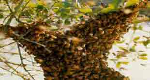 killer bee swarm