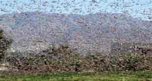 locust swarm