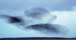 roman starlings